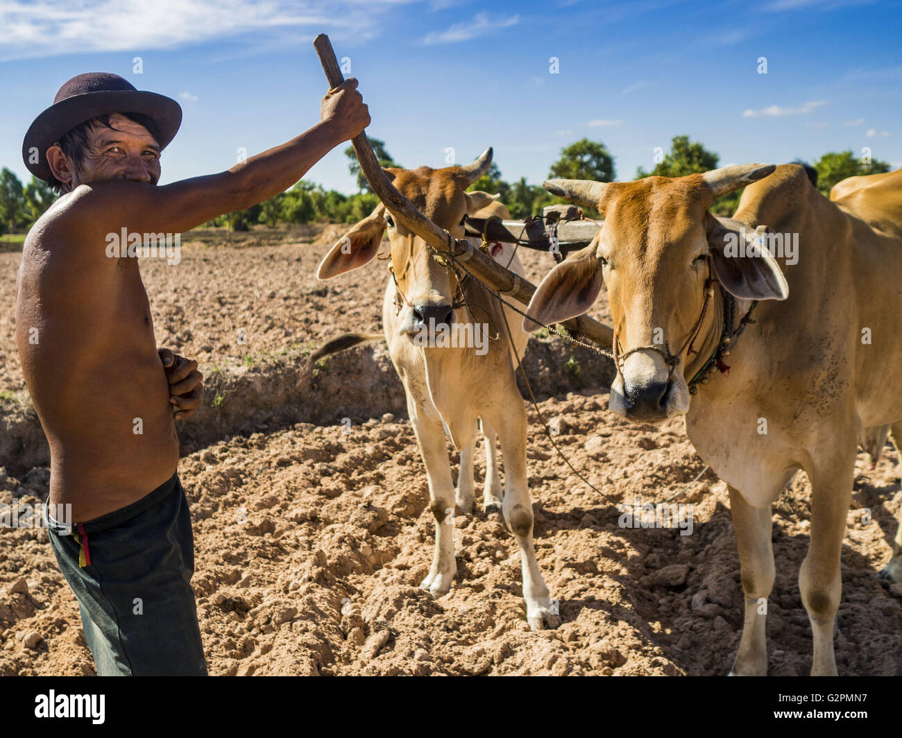 Prasat Bakong, Siem Reap, Kambodscha. 2. Juni 2016. LERN, einem kambodschanischen Bauern, sein ganzes Leben, mit einem Team von Ochsen, die er angestellt Landwirtschaft hat, bis seine landen und bereiten Sie die Felder für Pflanzen Reis in der Nähe von Seam Reap. Kambodscha ist im zweiten Jahr eines Datensatzes erschütternde Dürre, hervorgerufen durch Klimawandel und die El-Niño Wettermuster. Bauern in der Gegend sagen das trockenste haben sie jemals ihre Felder. Sie sagten, sie sind Pflanzen, weil sie keine Wahl aber, wenn sie Regenzeit kommt nicht, oder wenn es wie letztes Jahr sehr kurzen Regenzeit verlieren sie ihre Ernte. (Kredit Im Stockfoto