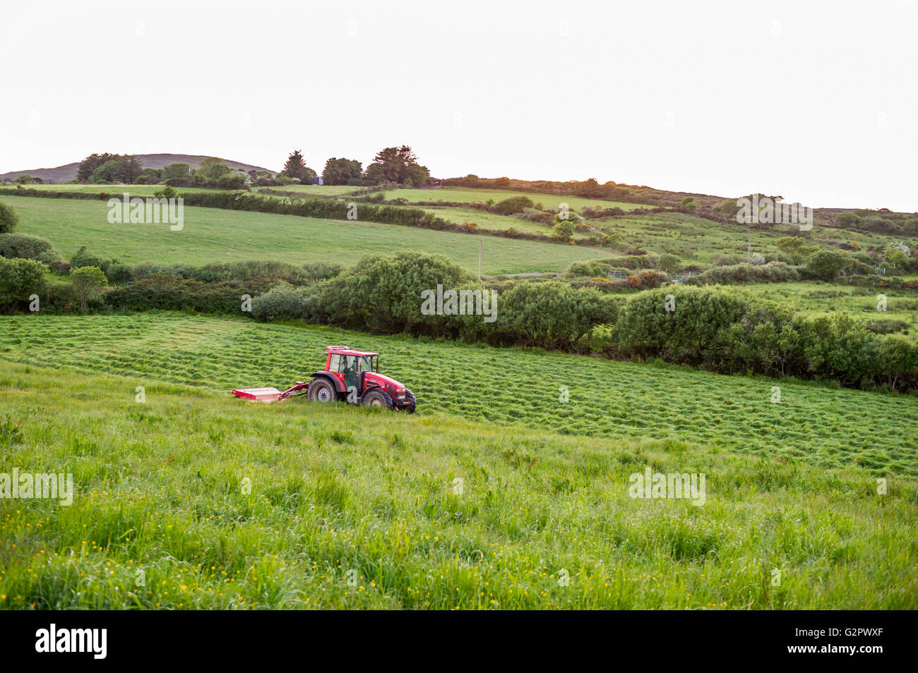 Ballydehob, Irland. 2. Juni 2016. Nach einem schönen Junitag mit Sonnenuntergang, schneidet einem irischen Bauern Silage bereit für Rettung, die morgen stattfinden wird. Bildnachweis: Andy Gibson/Alamy Live-Nachrichten. Stockfoto