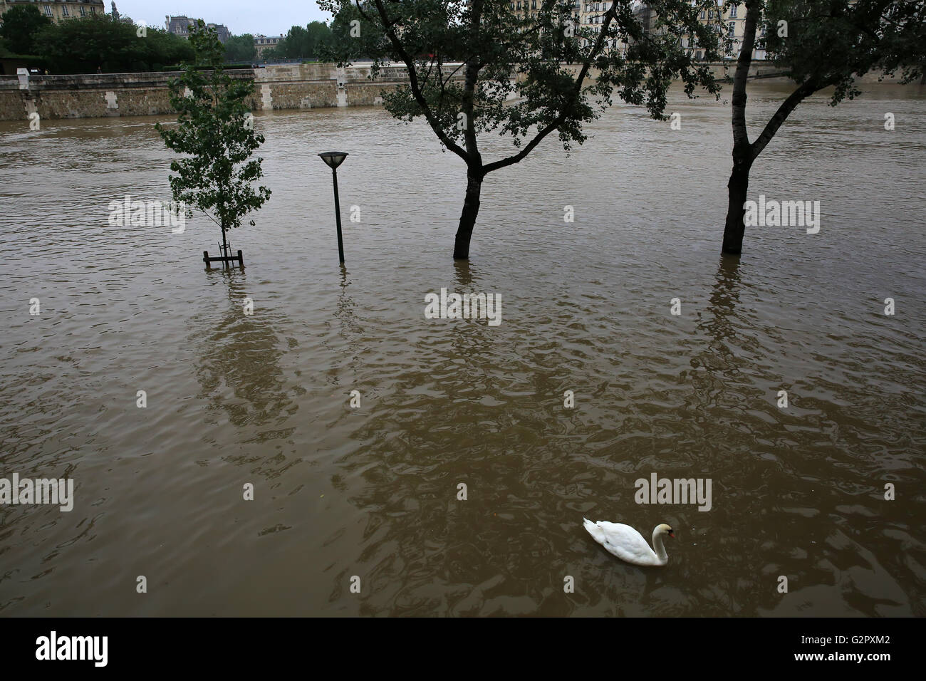 Schwan auf Seine Hochwasser in Paris am 2. Juni 2016 in Paris, Frankreich. Das steigende Wasser der Seine überfluteten Flussufern, Straßen und Schienen in Paris Stockfoto