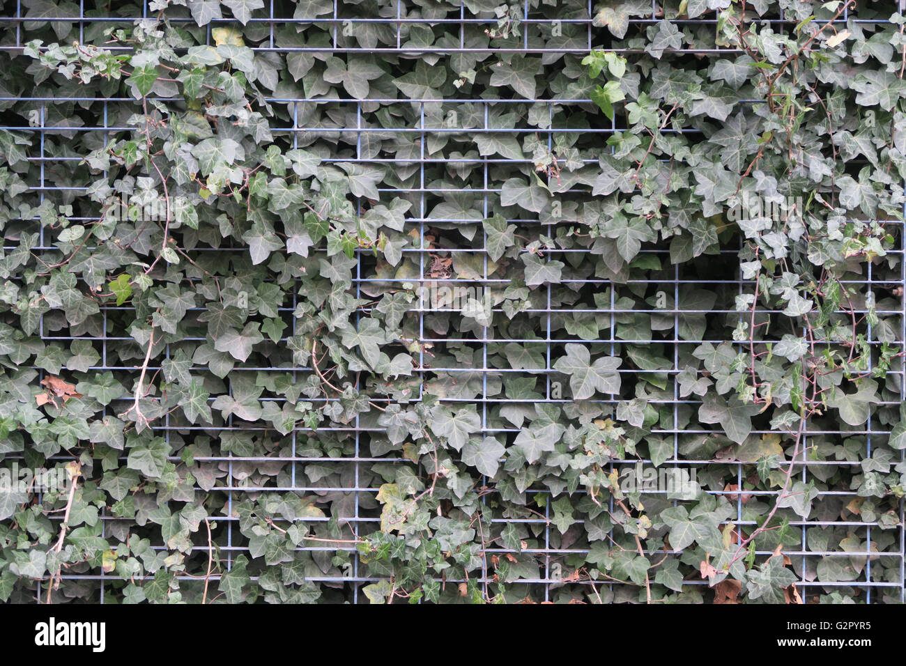 Blätter / Absicherung / Busch bewachsen durch Metall-Zaun Stockfoto