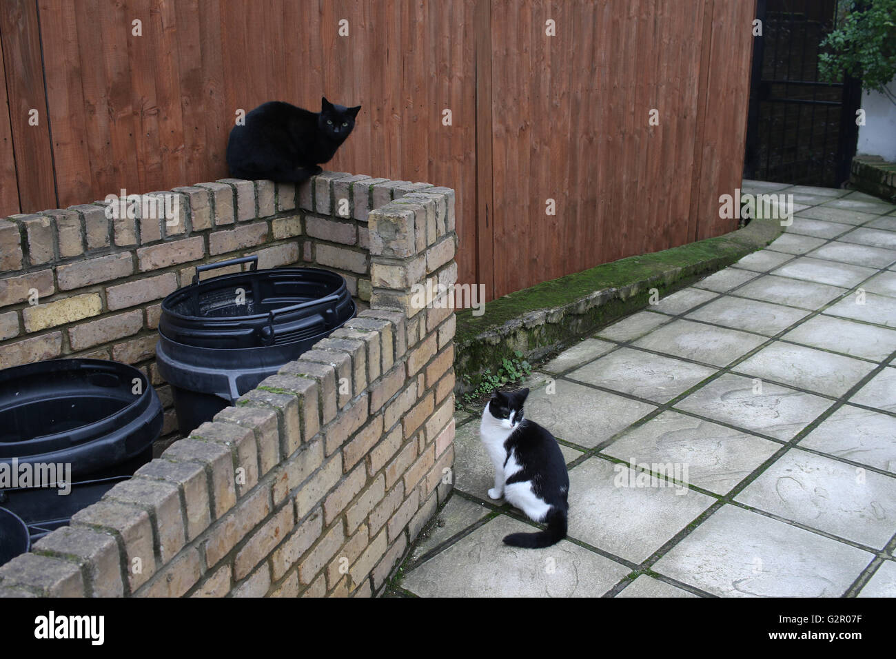 schwarze, weiße Hauskatzen in einem Vorgarten saß auf einer Mauer Stockfoto