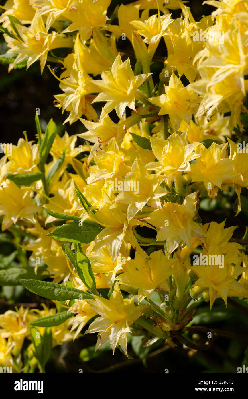 Duftende, kleine gefllte Blten von Gent Rustica Hybride Azalee,  Rhododendron "Narcissiflorum Stockfotografie - Alamy