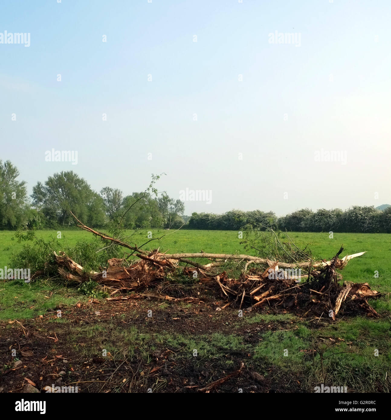 Protokolle und Holz frei von einem Graben in ländlichen Somerset, in der Nähe des Dorfes Cheddar, Somerset, Mai 2016 Stockfoto