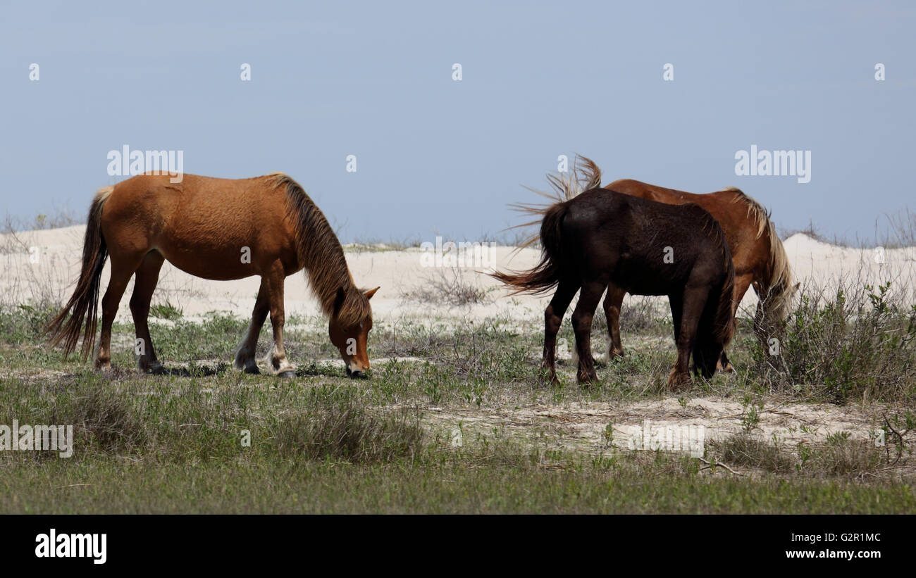 Wilden Mustangs an Shackleford Banks Weiden zwischen den Dünen Stockfoto