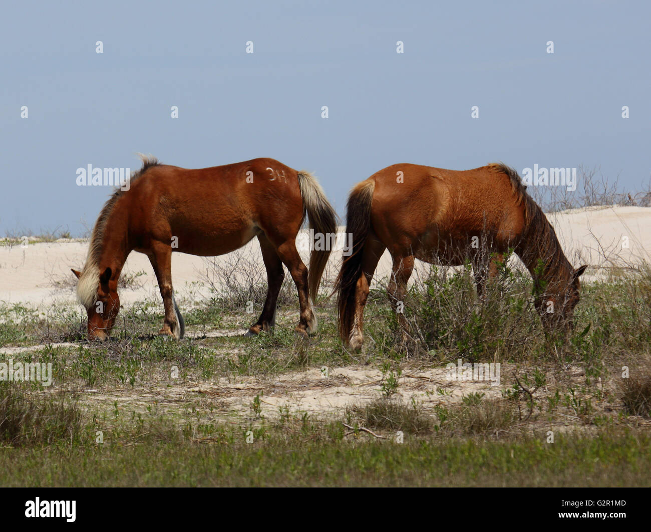 Wilden Mustangs an Shackleford Banks Weiden zwischen den Dünen Stockfoto