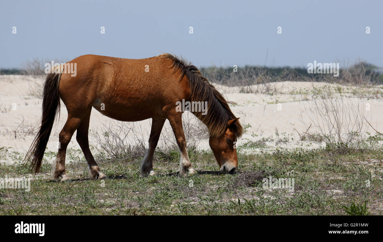 Wildpferde der Shackleford Banks, Cape Lookout National Seashore, North Carolina Stockfoto