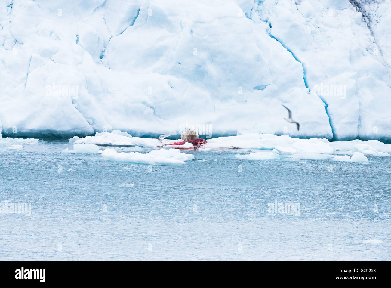Ein Eisbär Ursus Arctos mit einem kürzlich aufgenommenen beluga Stockfoto