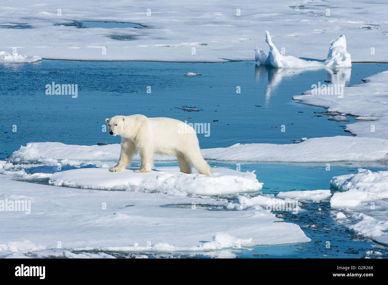 Ein Eisbär Ursus Arctos auf dem Meereis Stockfoto