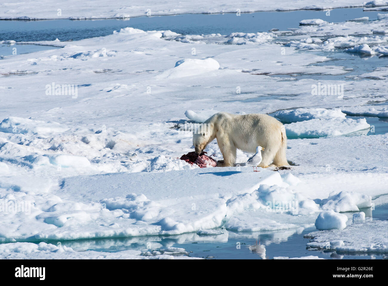 Ein Eisbär Ursus Arctos Fütterung auf eine Dichtung, die es vor kurzem gefangen und getötet hat Stockfoto