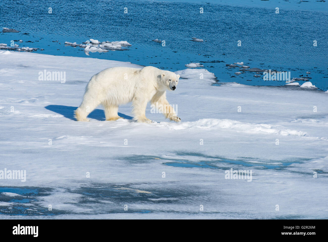Ein Eisbär Ursus Arctos auf dem Meereis Stockfoto