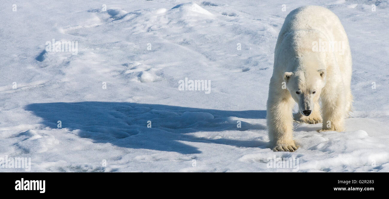 Ein Eisbär Ursus Arctos zu Fuß auf dem Meereis in der Arktis Stockfoto