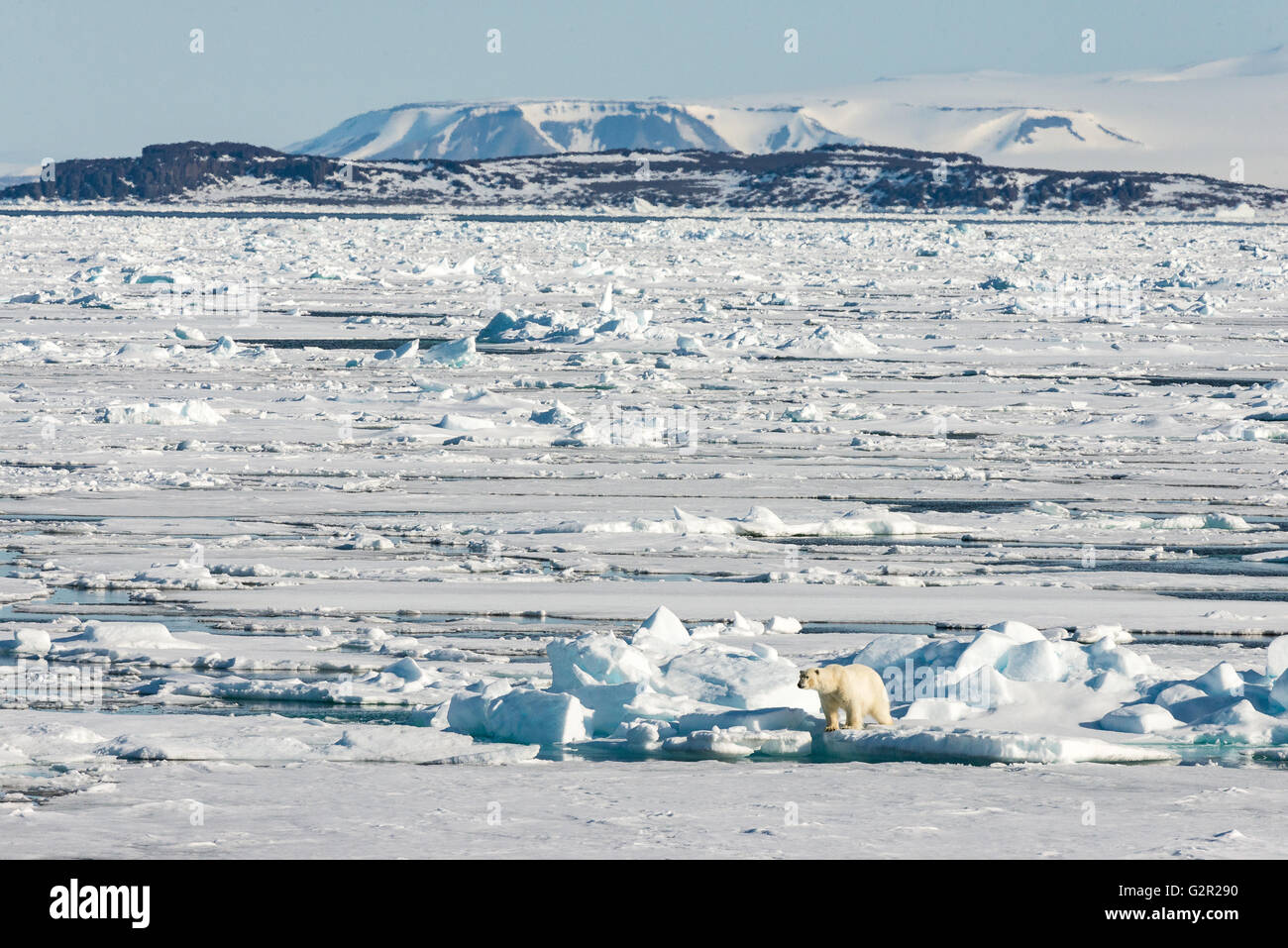Ein großer Eisbär Ursus Arctos bewegt sich unter den schmelzenden Meereises in der kanadischen Arktis nahe der Ellesmere-Insel in der Nähe von der Höhe des Sommers Stockfoto