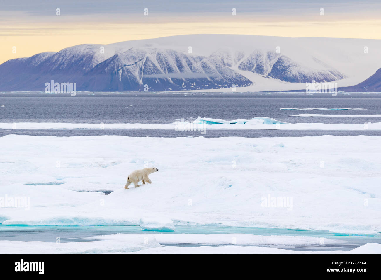 Ein männlicher Eisbär Ursus Arctos zu Fuß auf dem Meereis in der kanadischen Arktis in der Nähe von Baffin Island Stockfoto