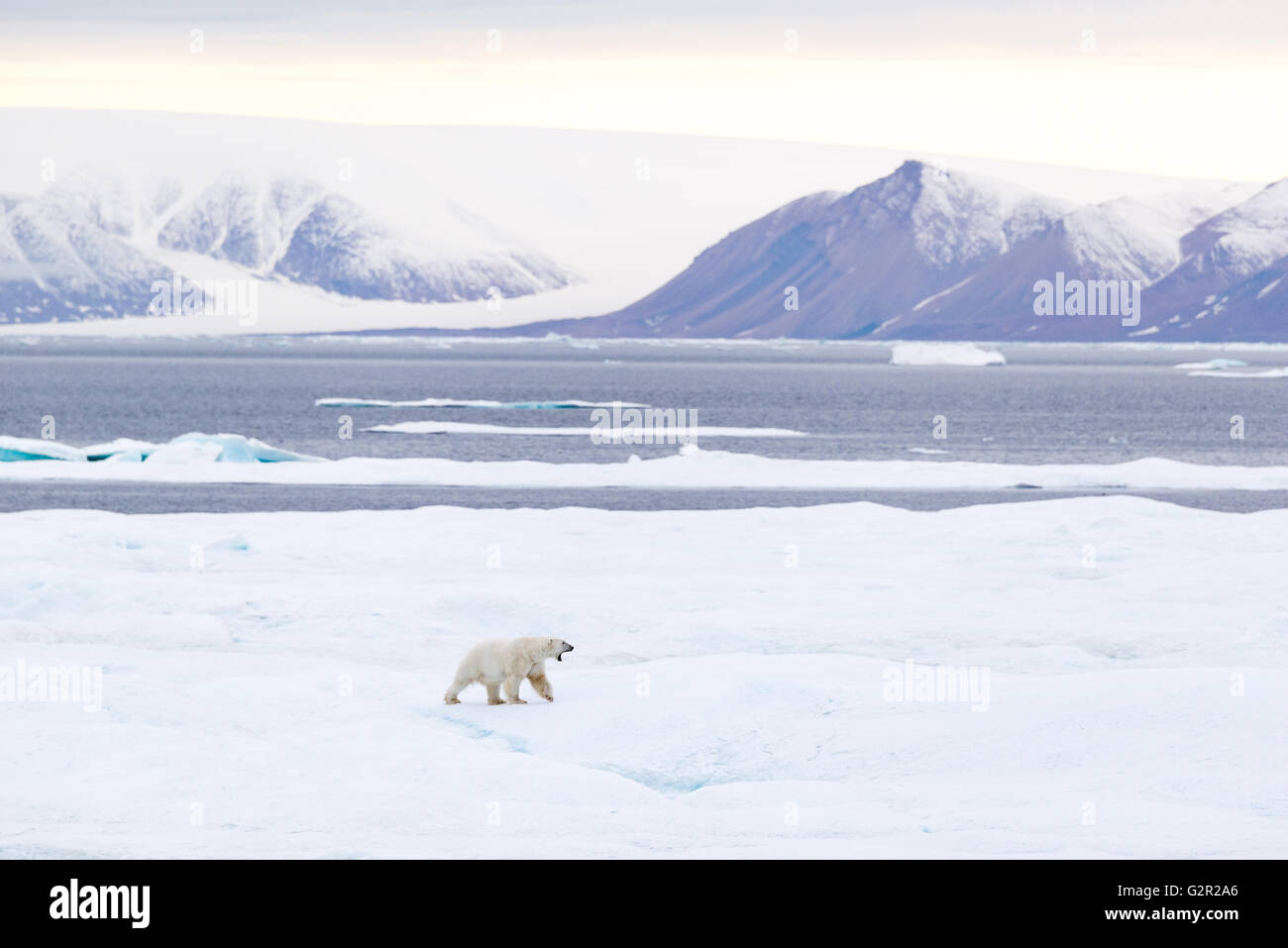 Ein männlicher Eisbär Ursus Arctos zu Fuß auf dem Meereis in der kanadischen Arktis in der Nähe von Baffin Island Stockfoto
