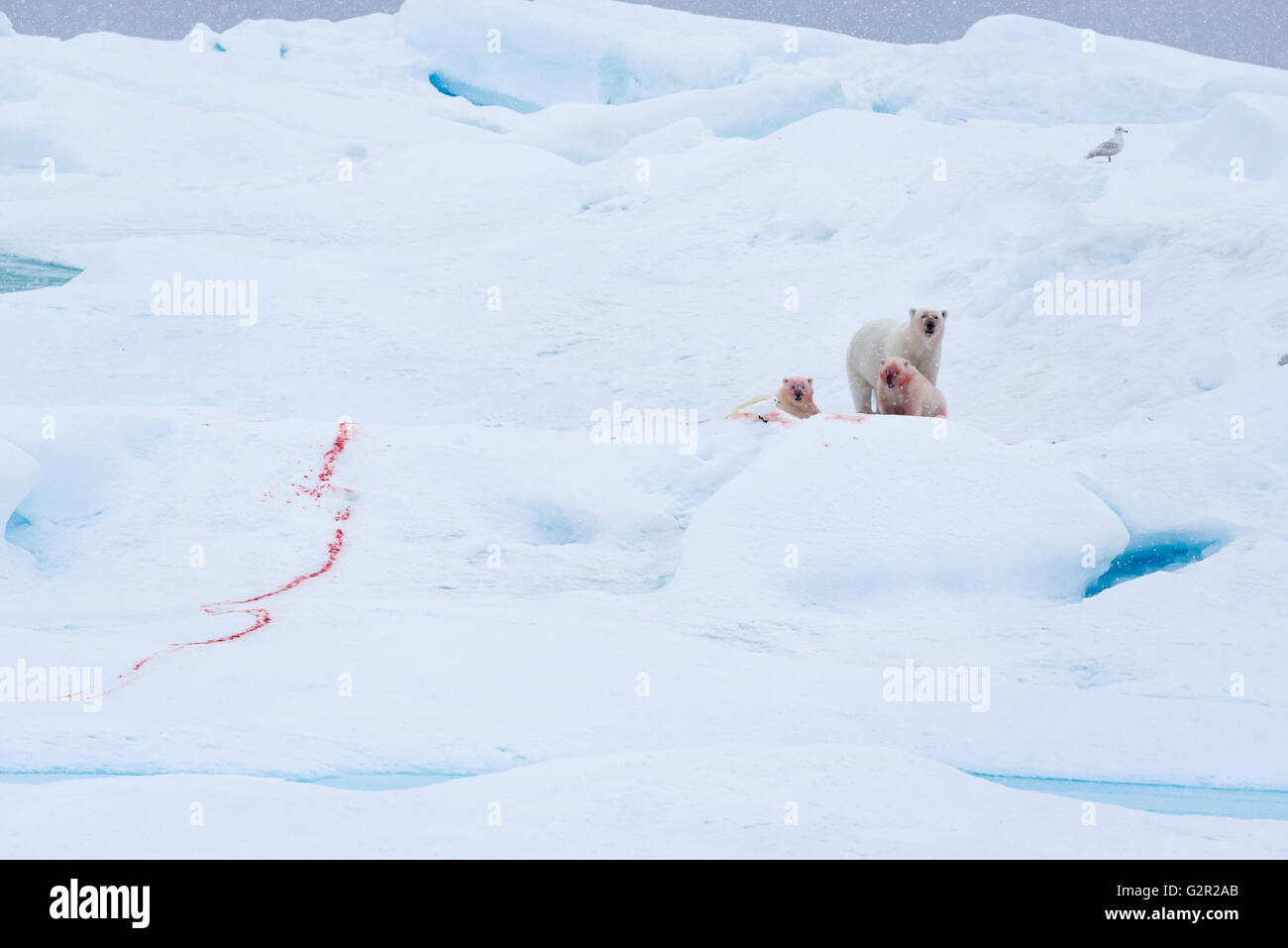 Ein Eisbär Ursus Arctos Mutter mit jungen ernähren sich von einem frischen Kill in der Arktis Stockfoto