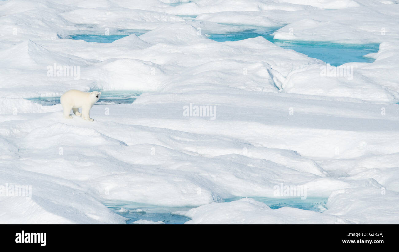 Ein Eisbär Ursus Arctos zu Fuß unter Hummocs und Eisschmelze in der Arktis Stockfoto
