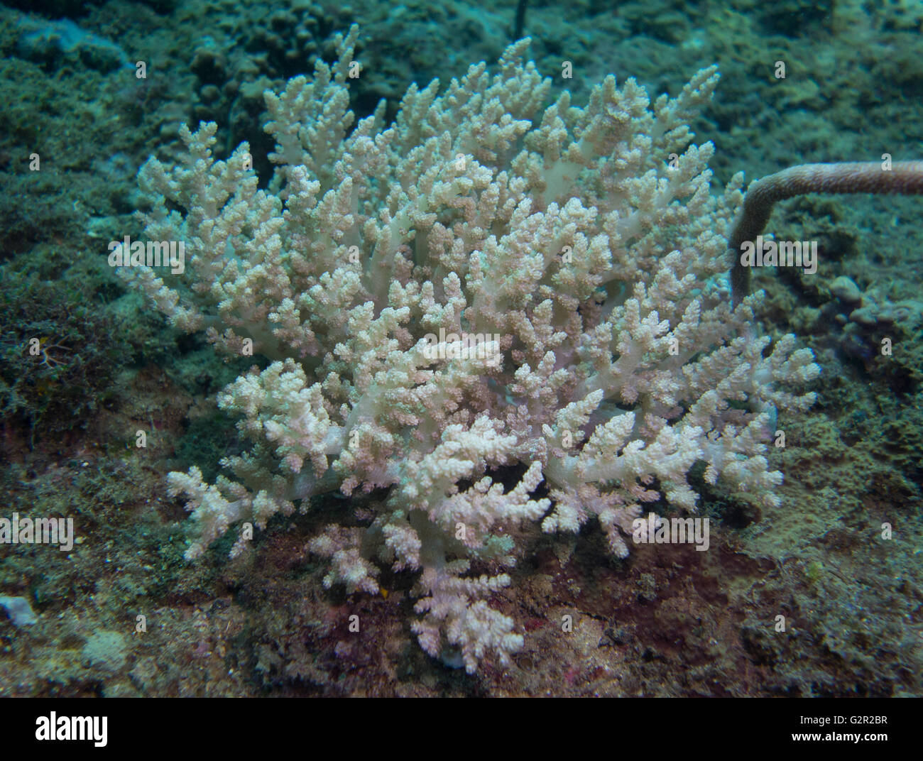 Soft Coral, Asien, coral Triangle, Brunei Darussalam. Stockfoto