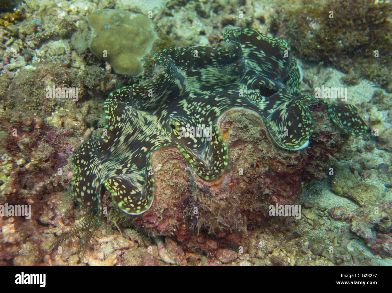 Riesenmuschel Tridacna-Spezifikation in einem Korallenriff in der South China Sea, Coral Triangle, Brunei. Stockfoto