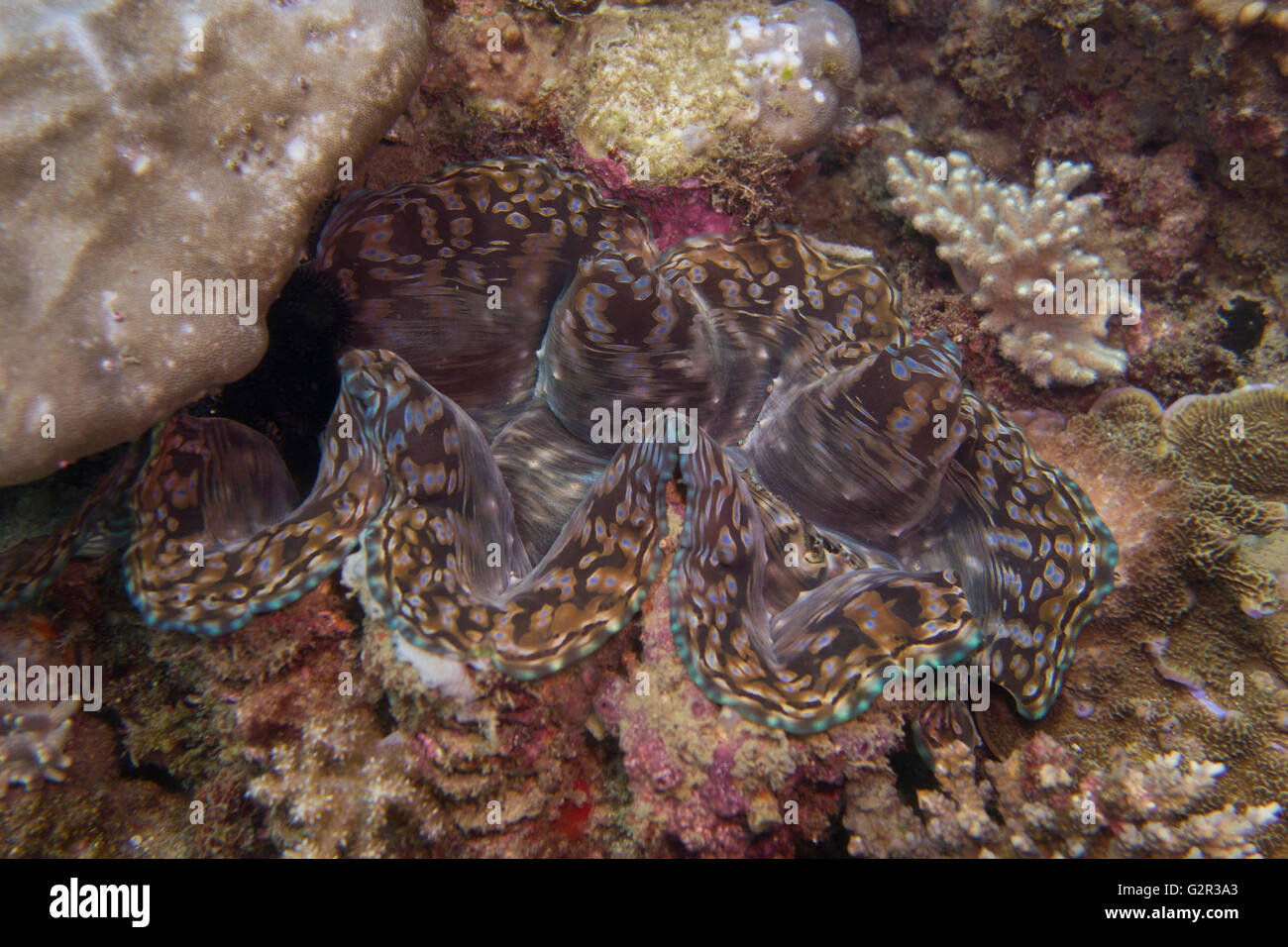 Riesenmuschel Tridacna Spec, in ein Korallenriff aus dem Südchinesischen Meer, Brunei in den Coral Triangle. Stockfoto