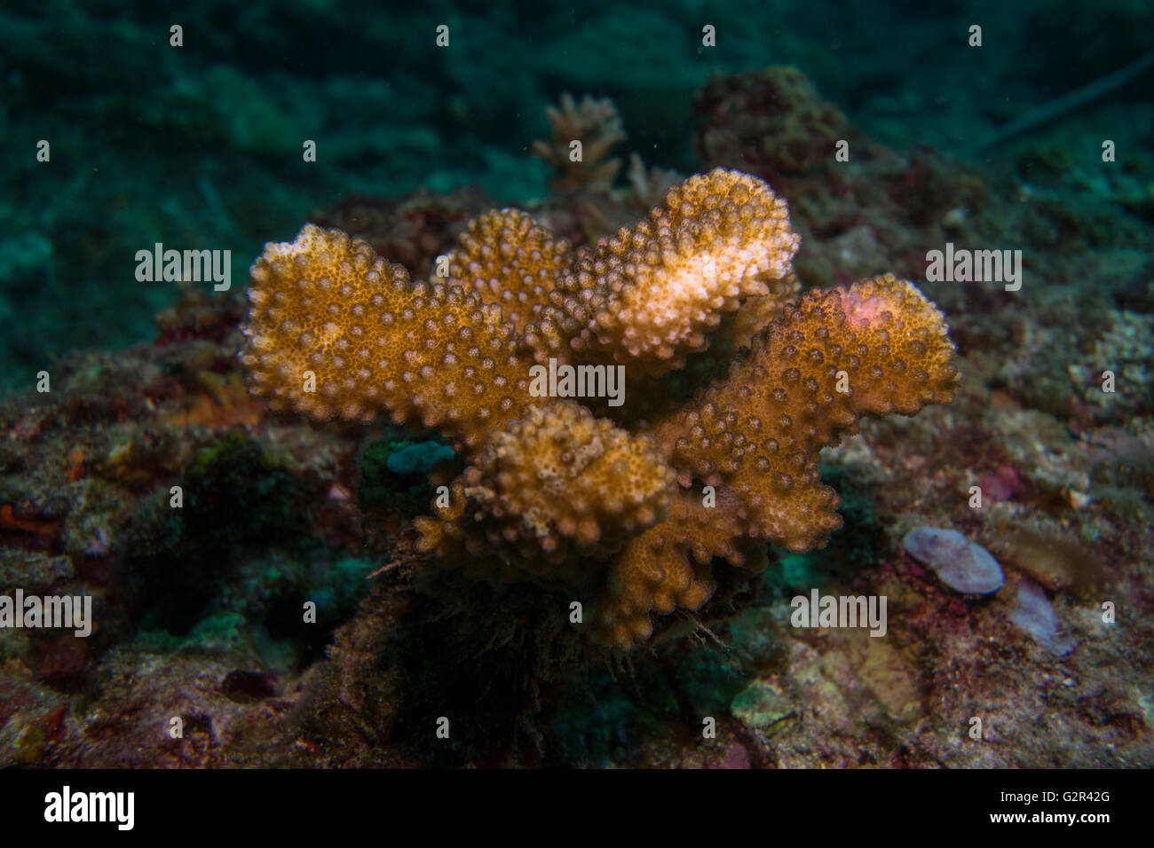 Stony Coral bilden die Coral triangle, Brunei Darussalam. Stockfoto