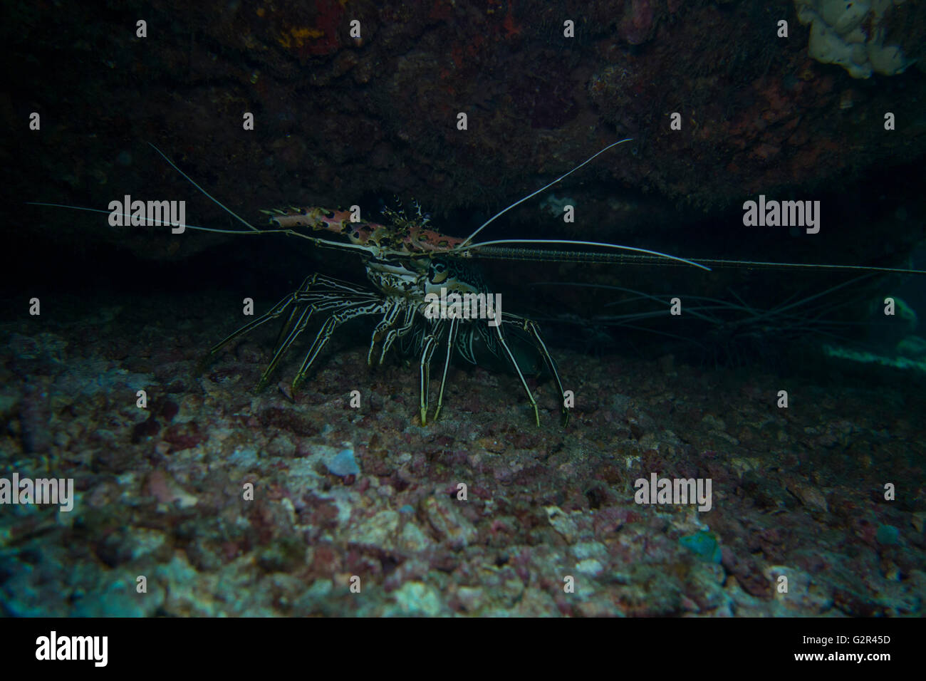 Bemalte Languste, Panulirus versicolor, aus dem Südchinesischen Meer, Coral Triangle, Brunei. Stockfoto