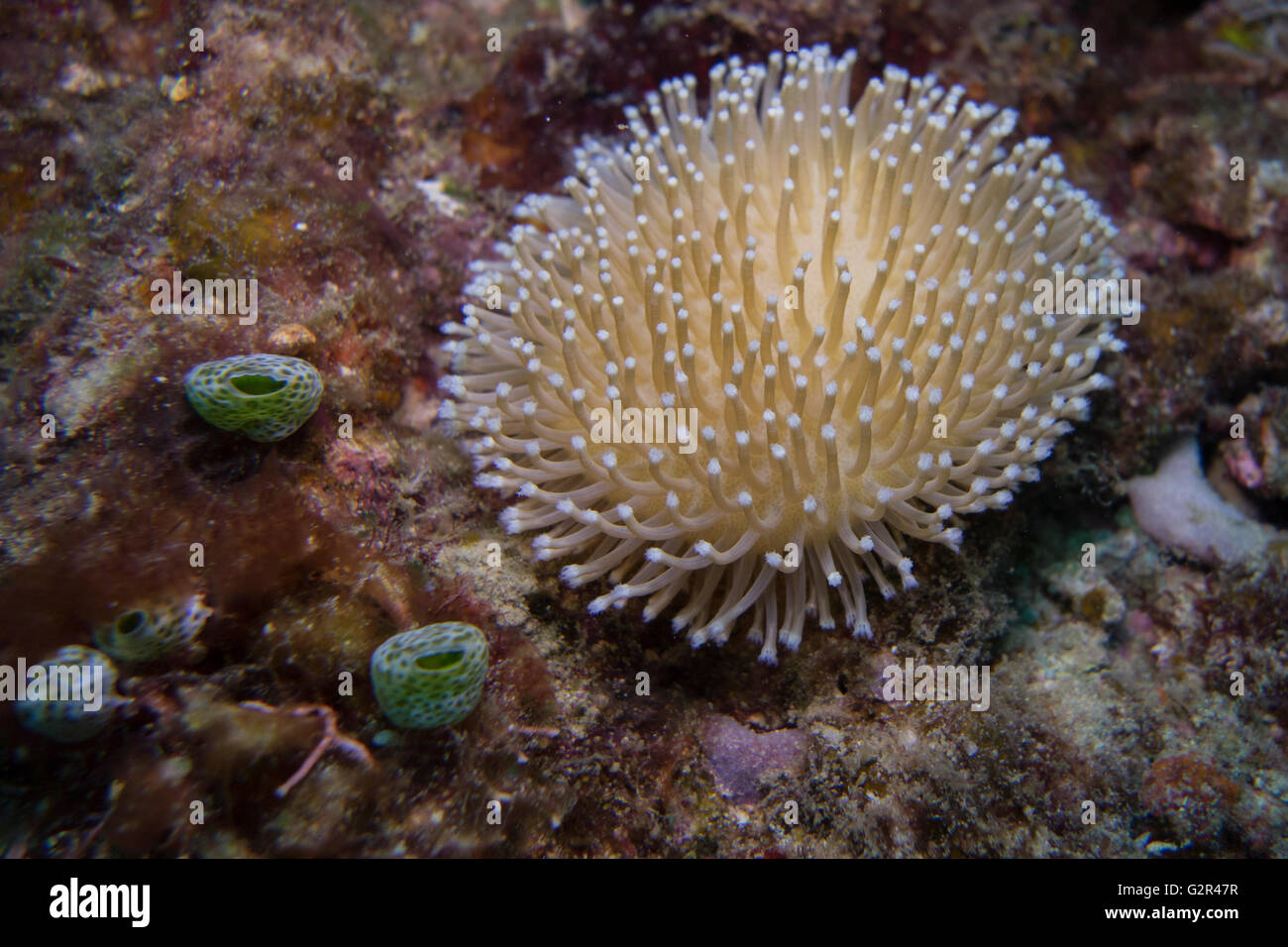 Lange Polyp Leder Koralle, Sarcophyton SP., aus der Coral Triangle, Brunei Darussalam, Südchinesische Meer. Stockfoto