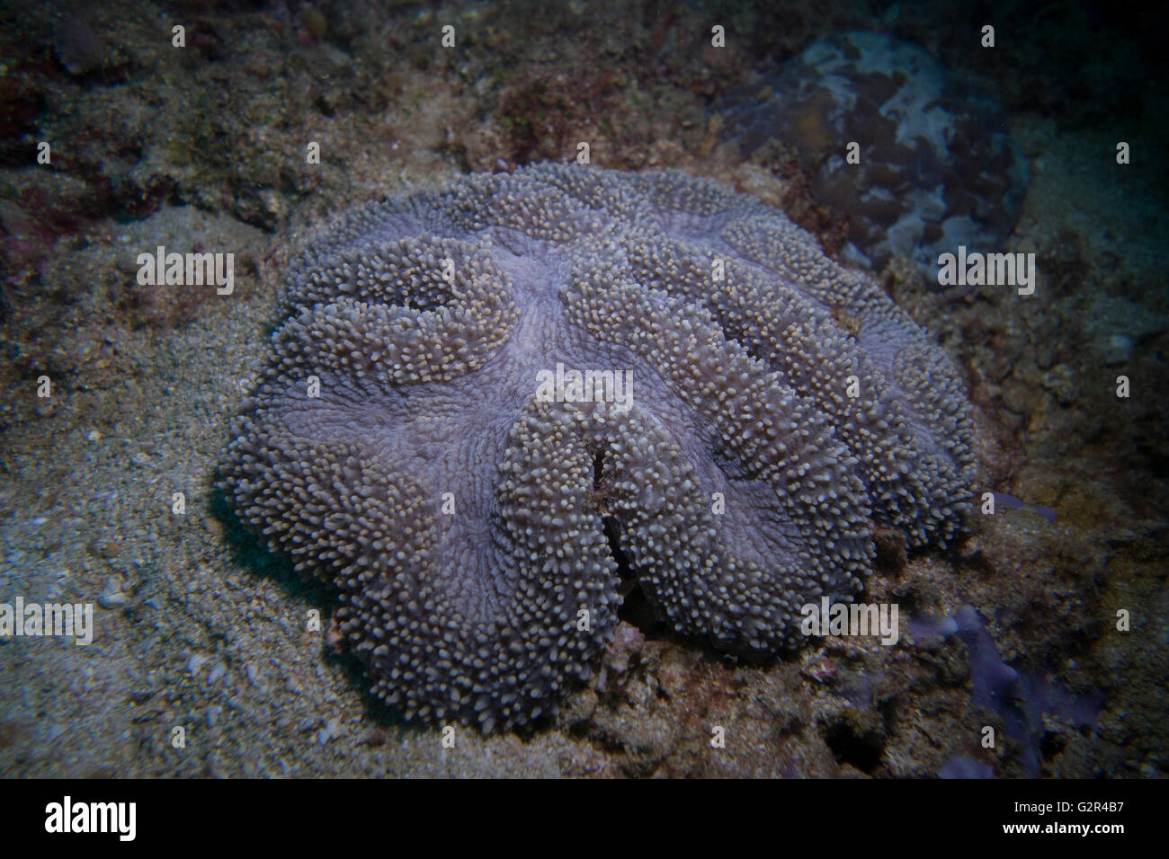 Stony Coral, Lobophyllia sp., beim Tauchen in den Korallenriffen von Brunei Darussalam, Korallen Dreieck. Stockfoto