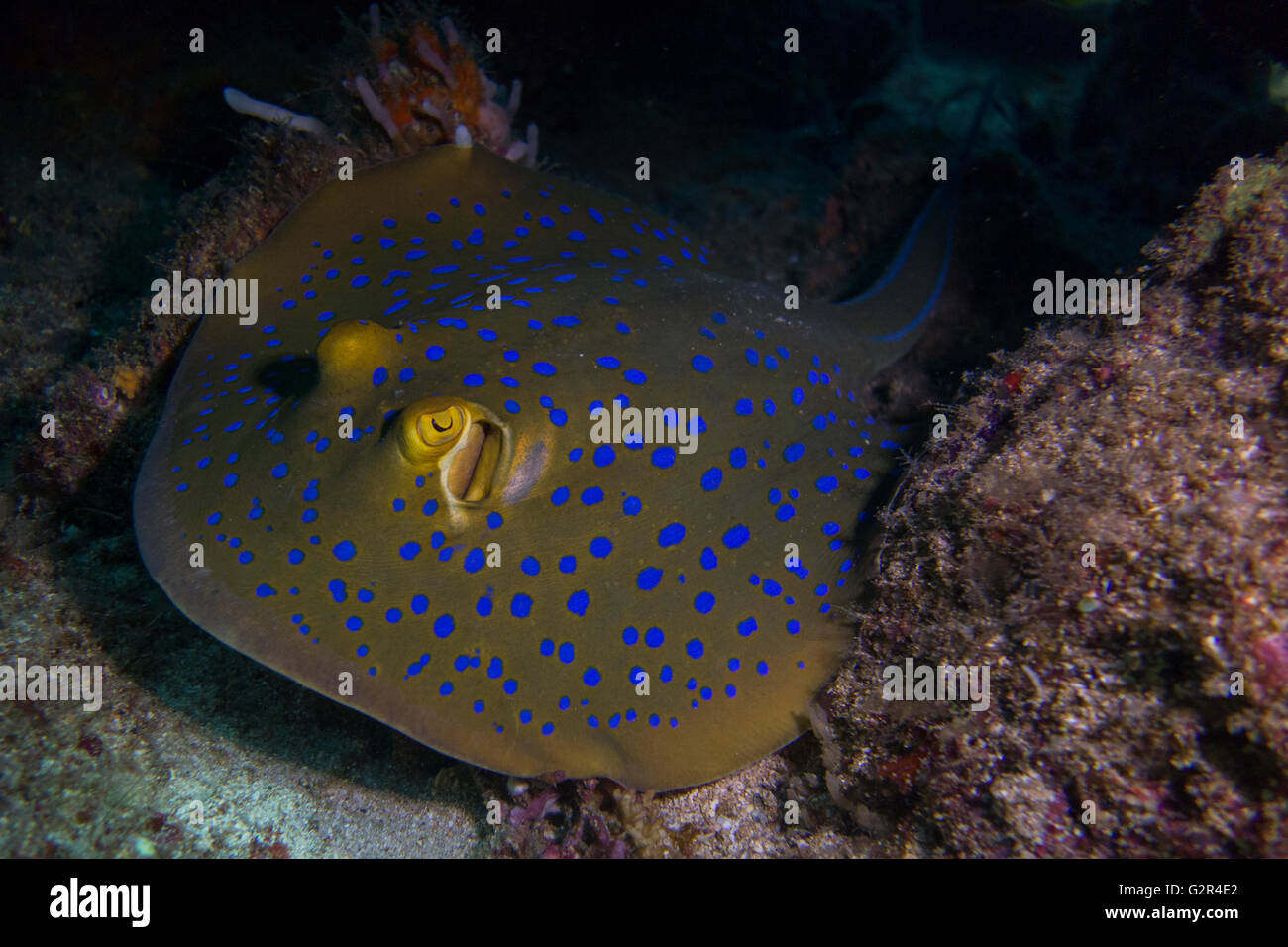 Ein Bluespotted Ribbontail Strahl, Taeniura Lymma aus dem Südchinesischen Meer, Brunei, Coral Triangle. Stockfoto