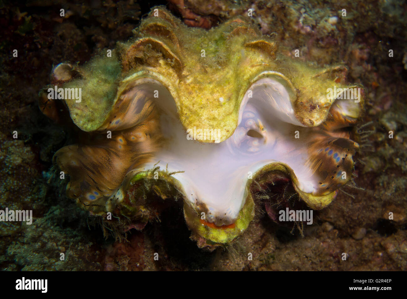 Teilweise gebleicht Riesenmuschel Tridacna-Spezifikation in einem Korallenriff aus der South China Sea, Brunei. Stockfoto