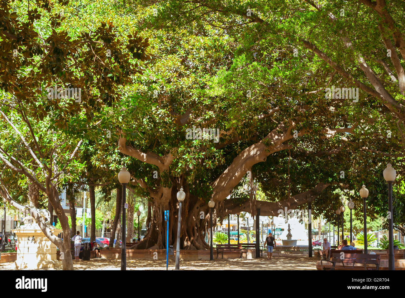 Ficus-Gasse Alicante, Fußgängerzone im Zentrum des Gartens mit riesigen Bäumen-Riesen. Mann neben riesigen Ficus, es ist ein Zwerg Stockfoto