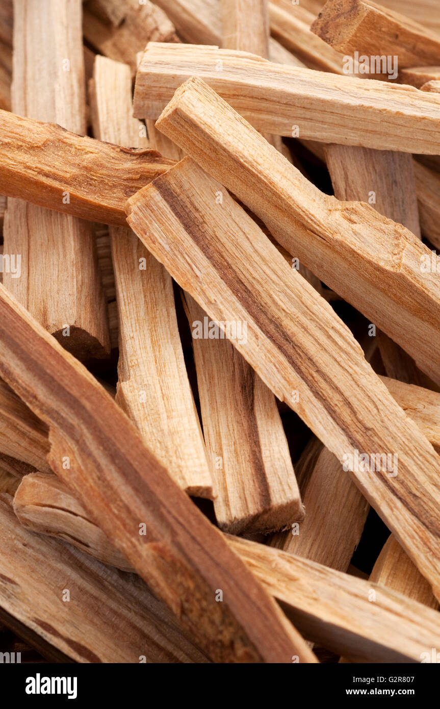 Palo Santo Baum Räucherstäbchen Stockfoto