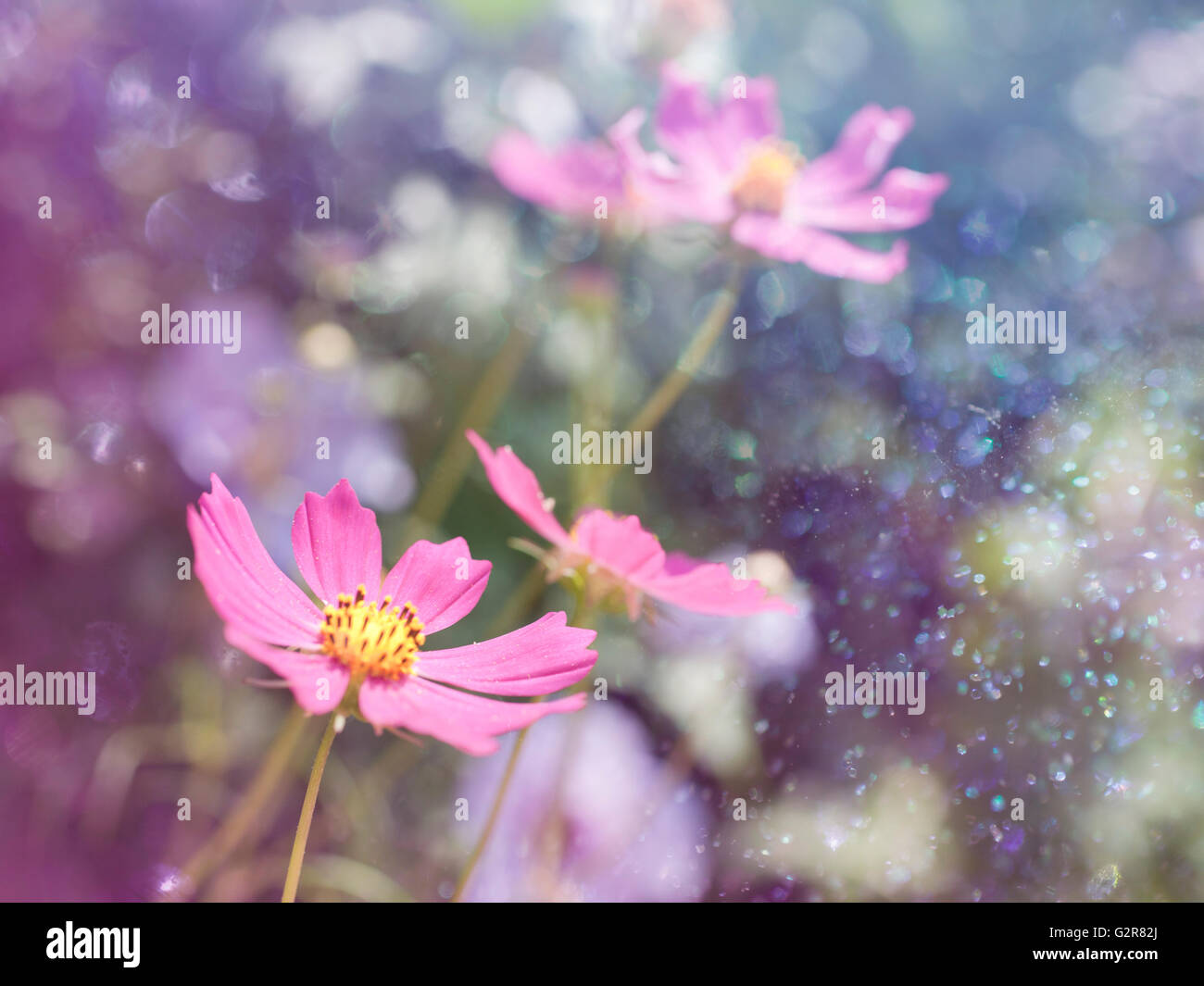 Blumenkarte mit bokeh Stockfoto