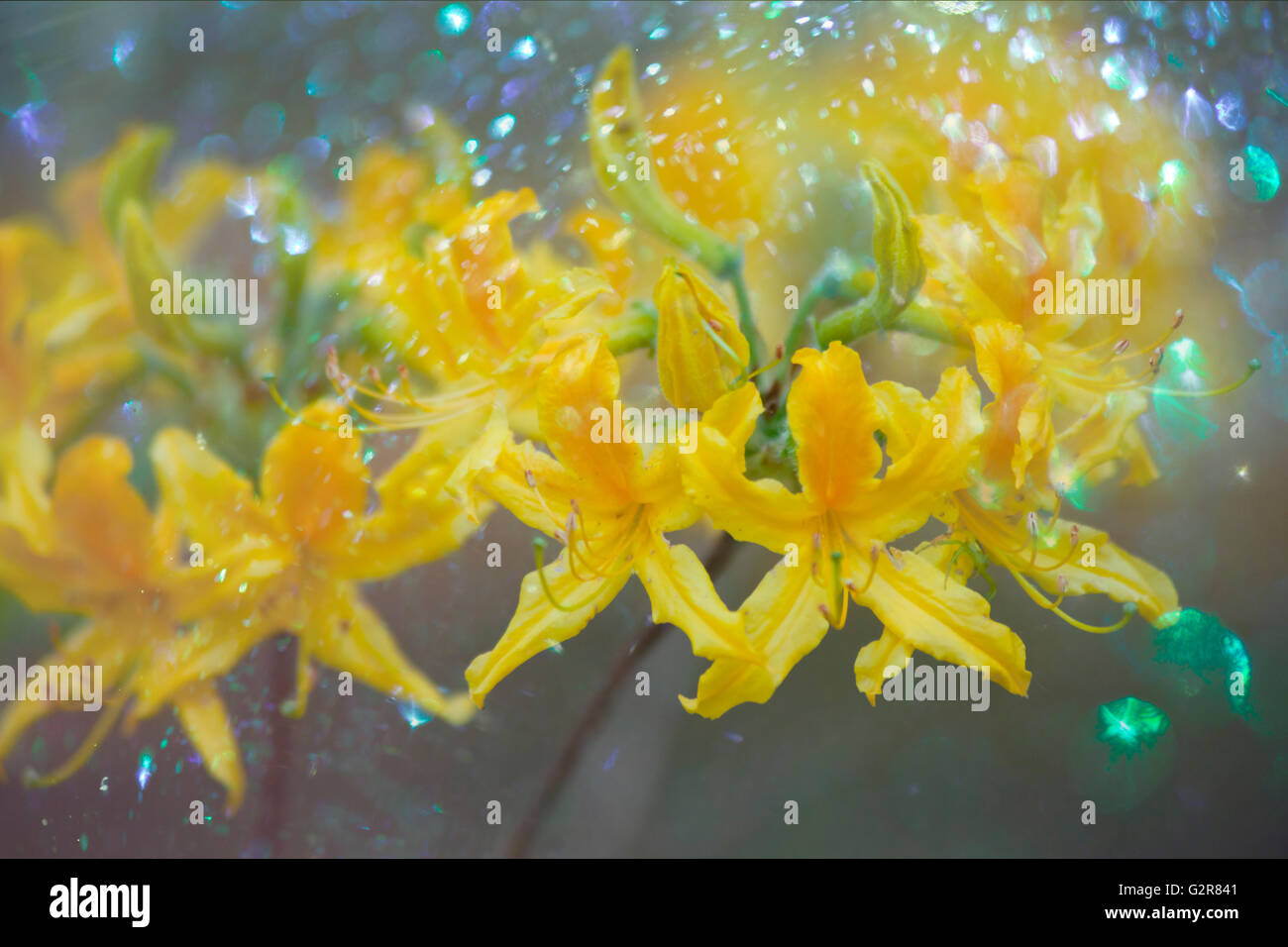 Blumenkarte mit bokeh Stockfoto