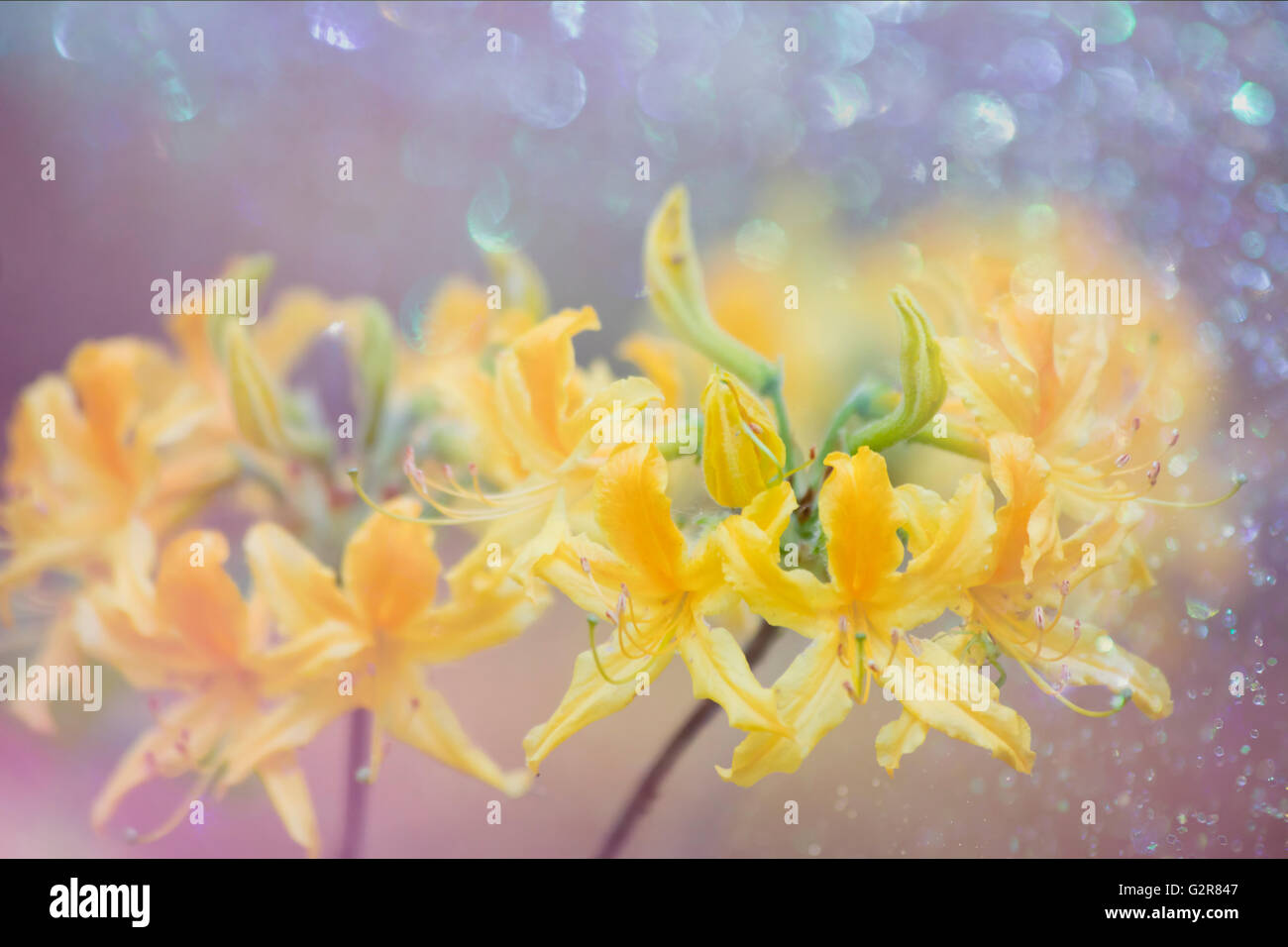 Blumenkarte mit bokeh Stockfoto