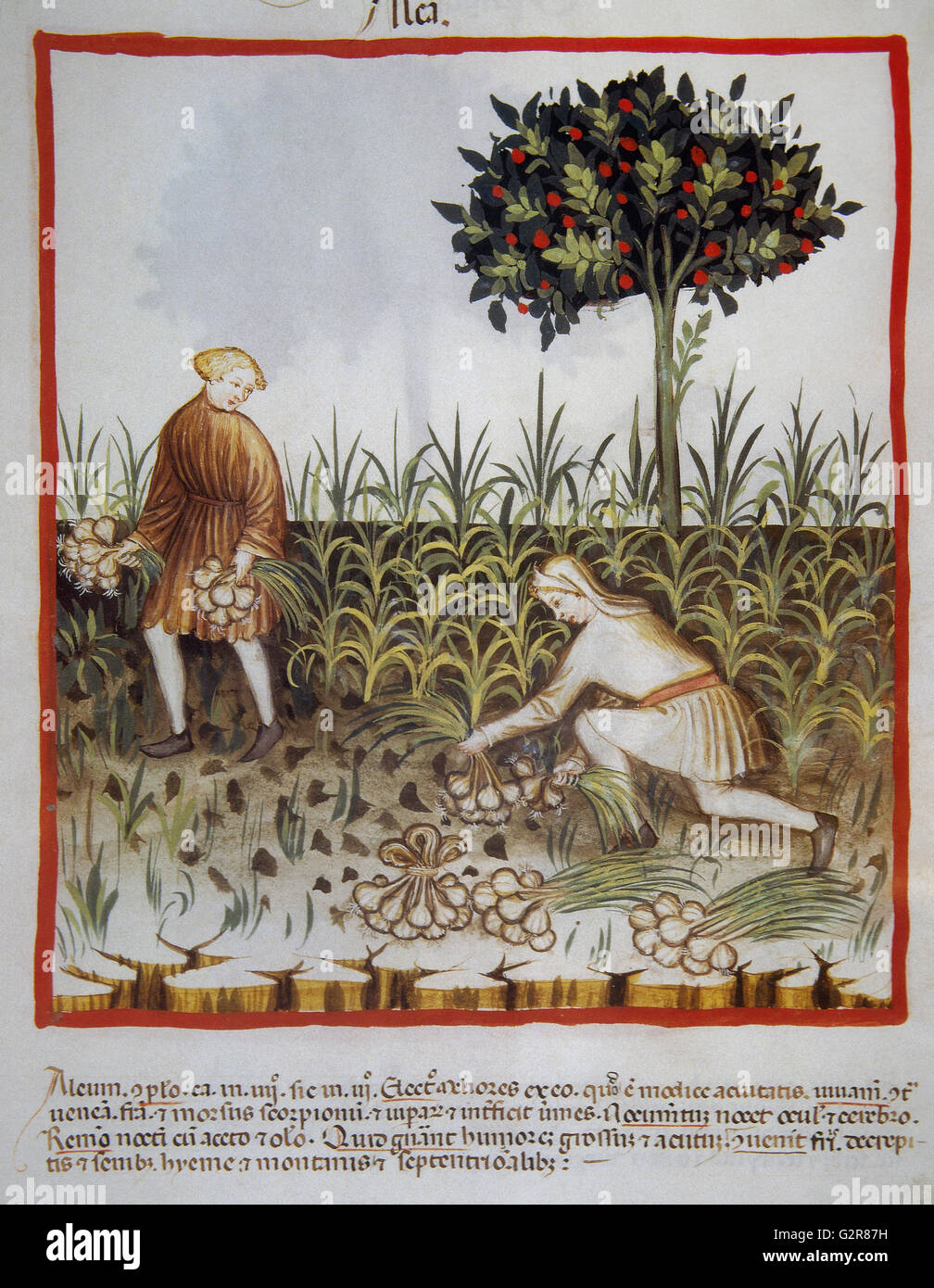 Tacuinum Sanitatis. 14. Jahrhundert. Mittelalterliche Handbuch der Gesundheit. Knoblauch. Folio 26r. Stockfoto
