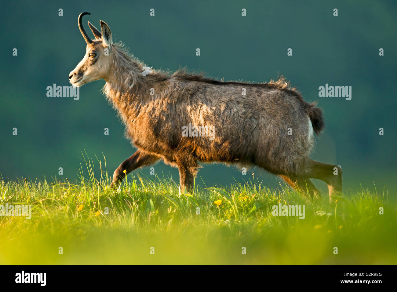 Alpine Gämse (Rupicapra Rupicapra) Wandern in Bergwiese, Vogesen, Frankreich Stockfoto