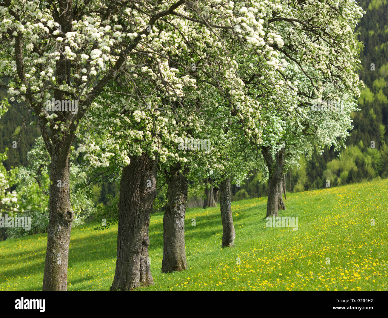 Blühende Obstbäume, Mostviertel, Seitenstetten, Niederösterreich, Österreich Stockfoto