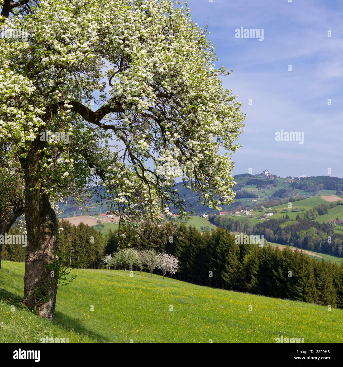 Blühenden Obstbaum, Mostviertel, Seitenstetten, Niederösterreich, Österreich Stockfoto