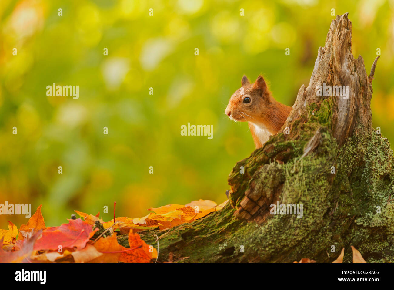 Eichhörnchen (Sciurus Vulgaris) von einem Baumstumpf, umgeben von hinten stossen lässt in Herbstfarben, Aigas Field Centre Stockfoto