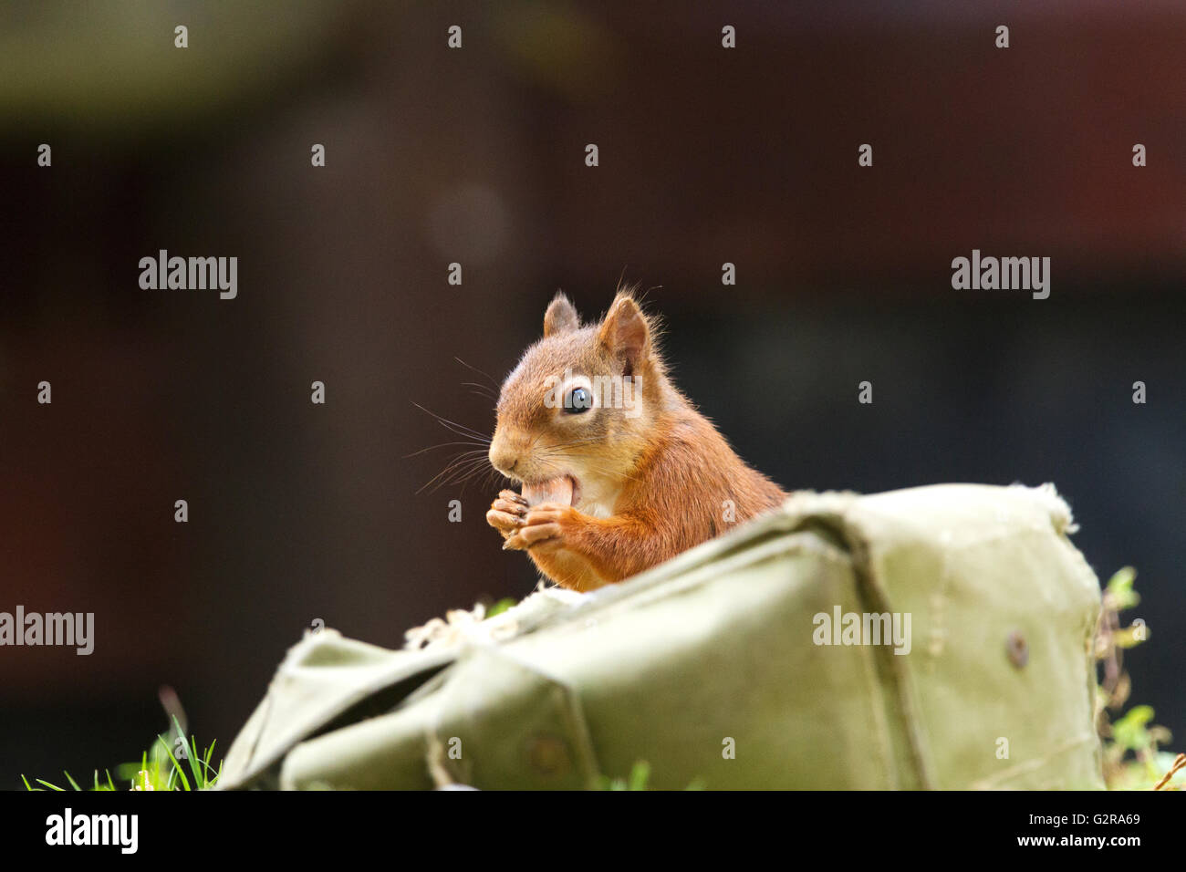 Eichhörnchen (Sciurus Vulgaris) stehlen Haselnüsse aus eine Versorgung mit Köder in einem Ranzen, Aigas Field Centre Beauly gespeichert Stockfoto