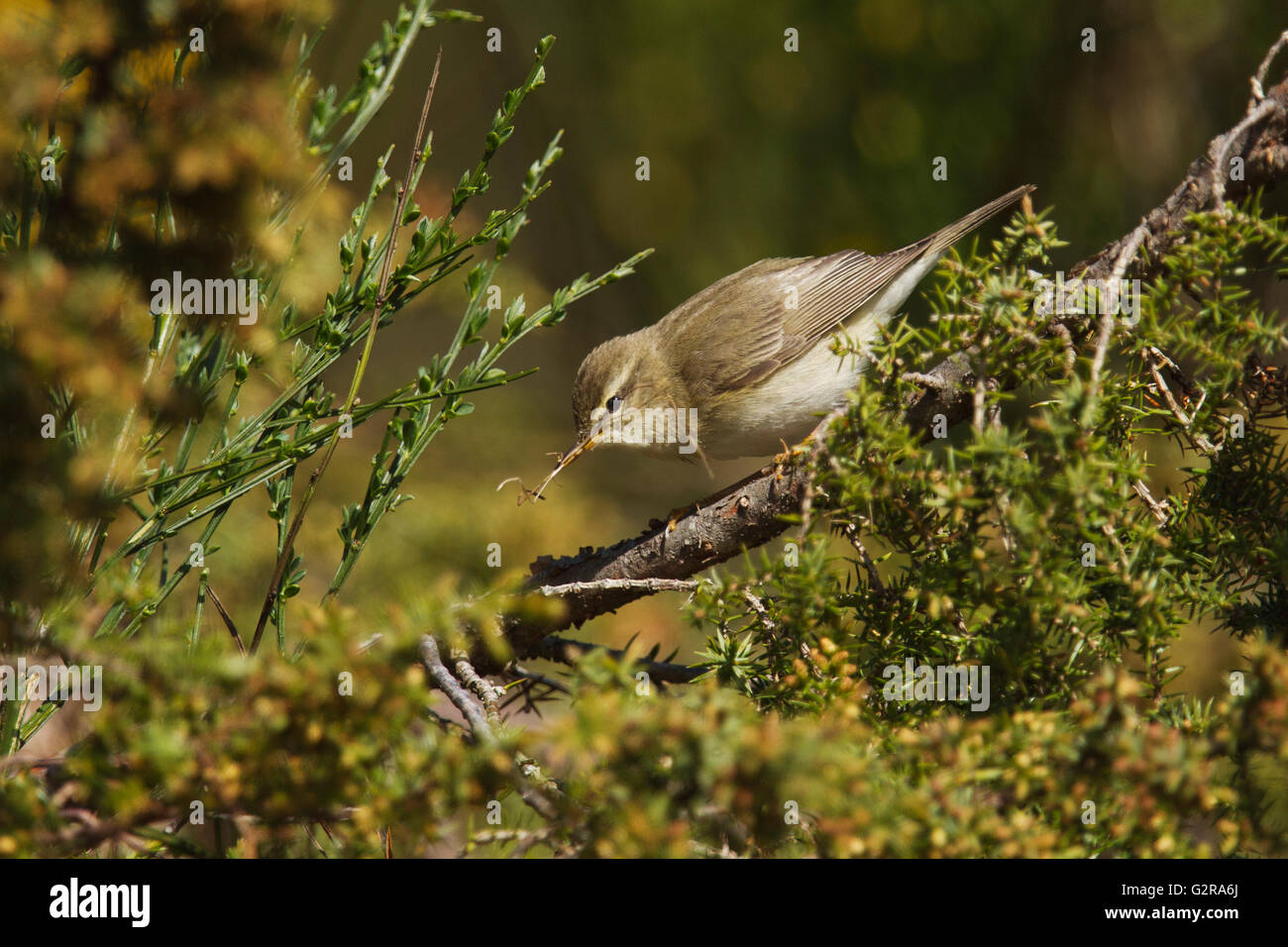 Fitis (Phylloscopus Trochilus) sammeln Nistmaterial unter Ginster und Jasmin, Aigas Field Centre Beauly Stockfoto