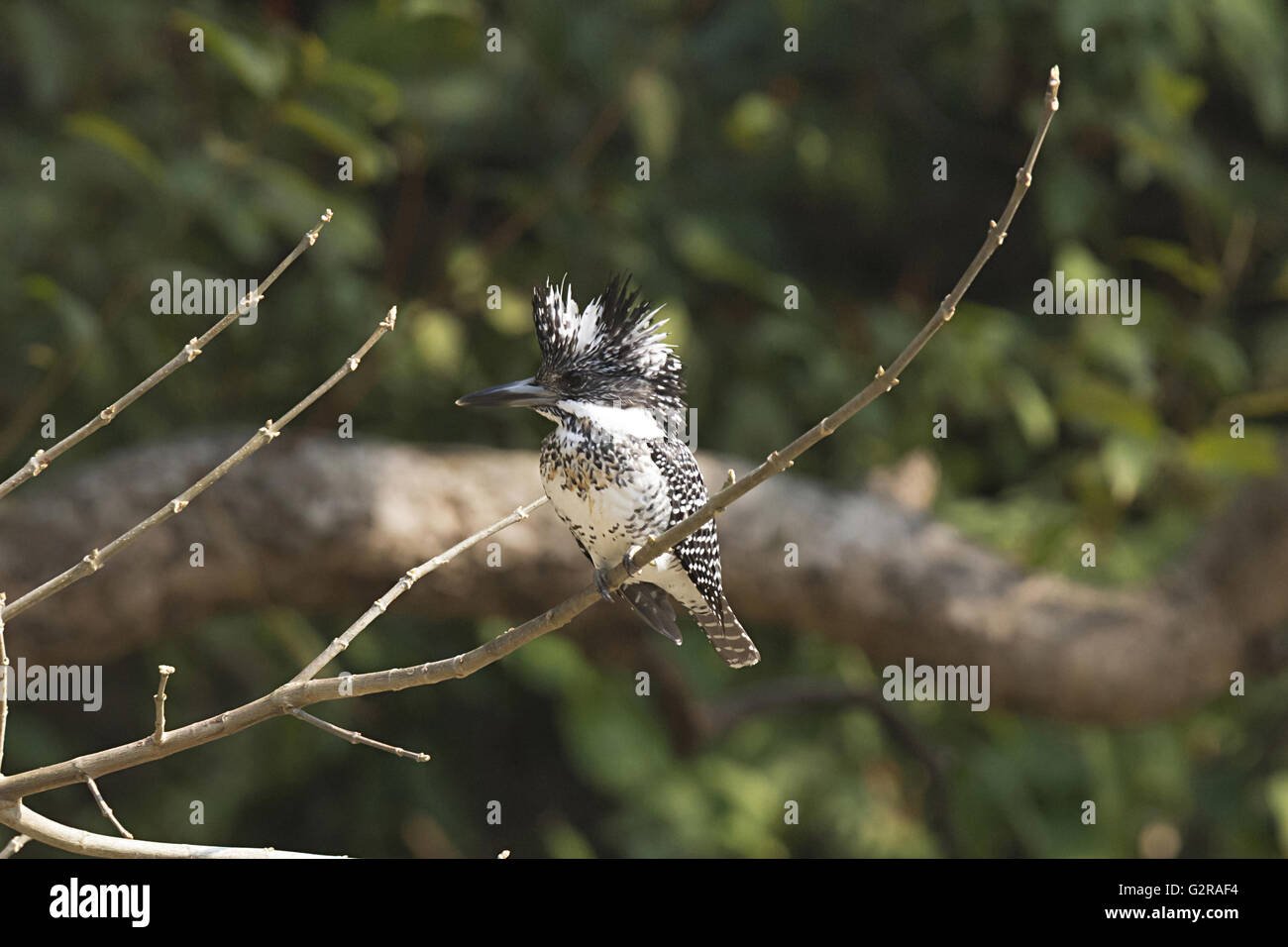 Crested Eisvogel, ceryle lugubris. Corbett Tiger Reserve, uttarakhand, Indien Stockfoto