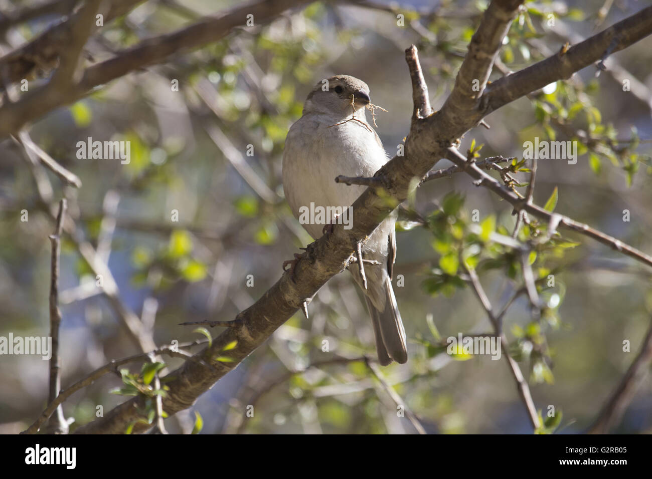 Rotbraun sparrow, Passer, rutilans sattal, uttarakhand, Indien Stockfoto