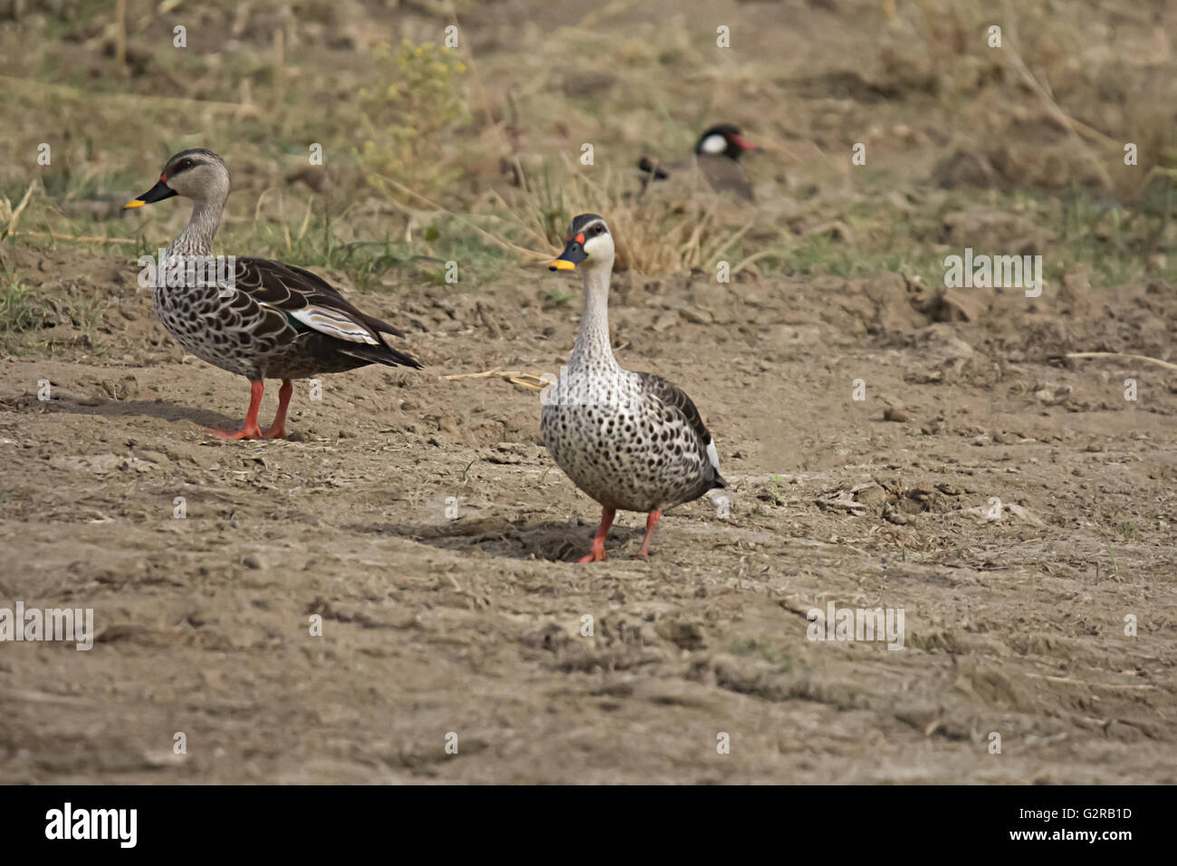 Spot-billed Duck, Anas poecilorhyncha, chambal, Rajasthan, Indien Stockfoto