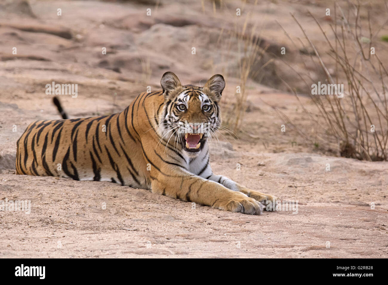 Tiger Panthera tigris Tigris dhamdhama weiblichen Cub, Bandhavgarh
