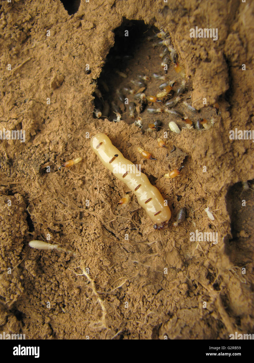 Queen termite am Eingang zu ihrem Nest, Pune, Maharashtra, Indien Stockfoto