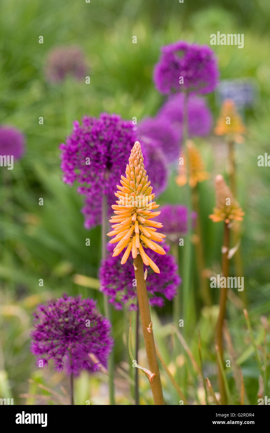 Kniphofia 'Feurige Fred' vor Allium 'Purple Sensation'. Stockfoto