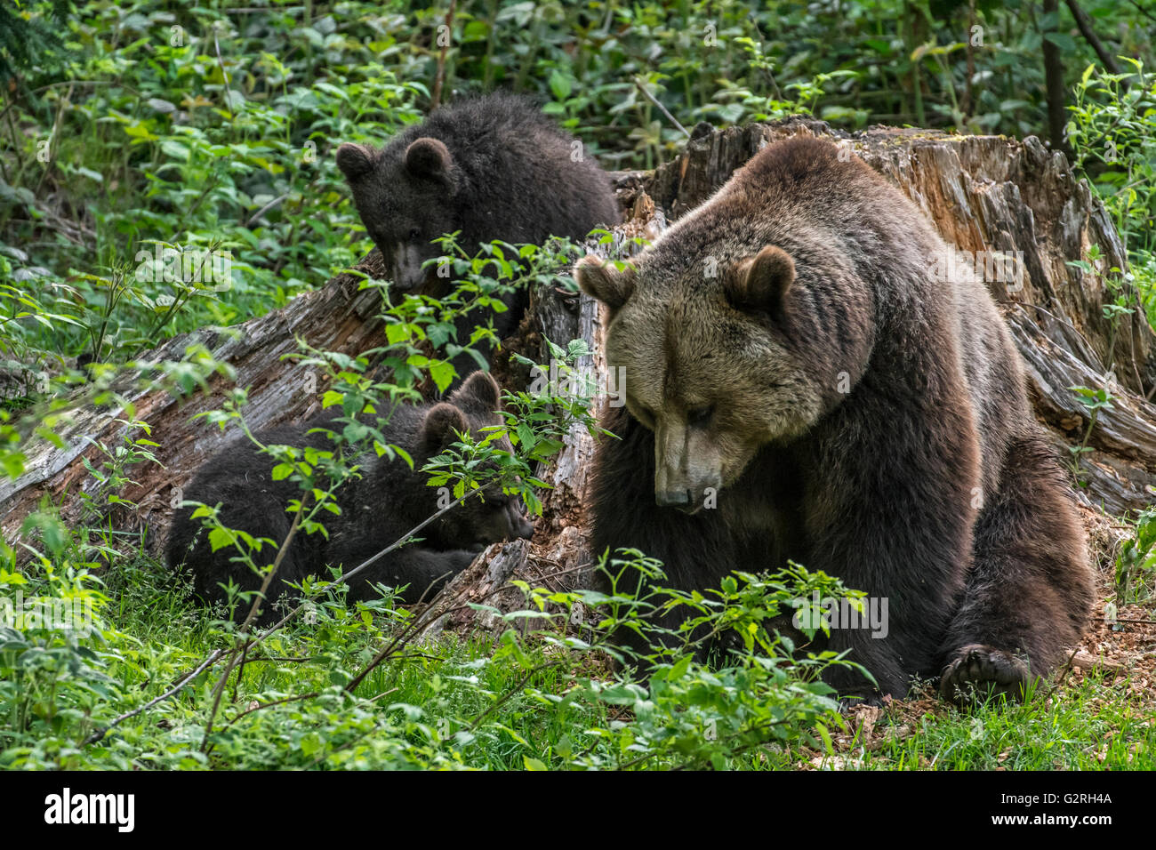 Weibliche Braunbären (Ursus Arctos) mit zwei jungen auf der Suche nach rodet, in morschem Holz von Baumstumpf im Wald im Frühjahr Essen Stockfoto