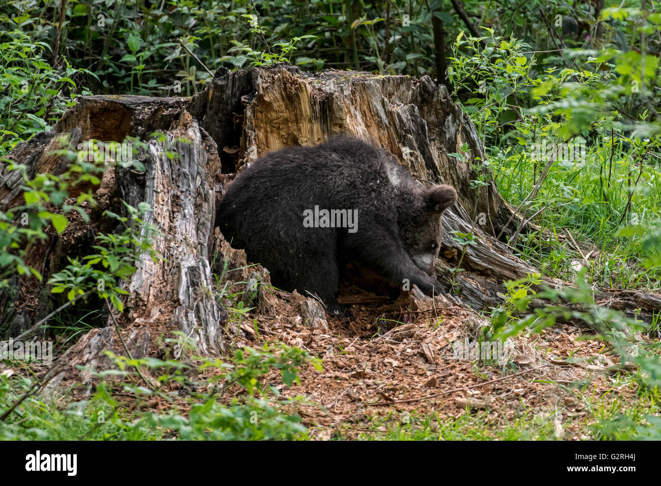 Braunbär (Ursus Arctos) Jungtier auf der Suche nach Larven in morschem Holz von Baumstumpf im Wald im Frühjahr Essen Stockfoto