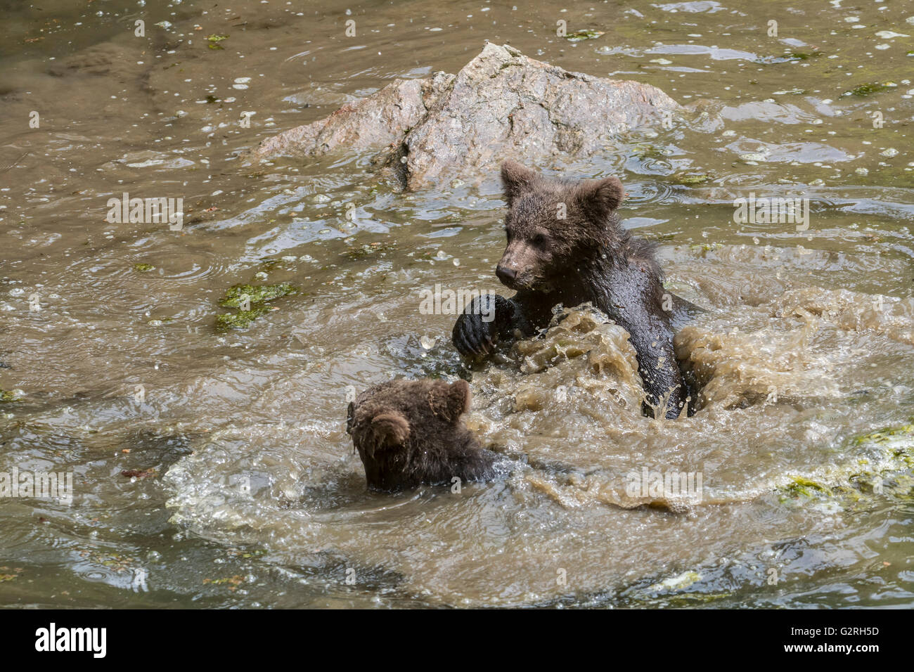 Zwei Braunbären (Ursus Arctos) Jungtiere über Bach im Frühjahr Stockfoto